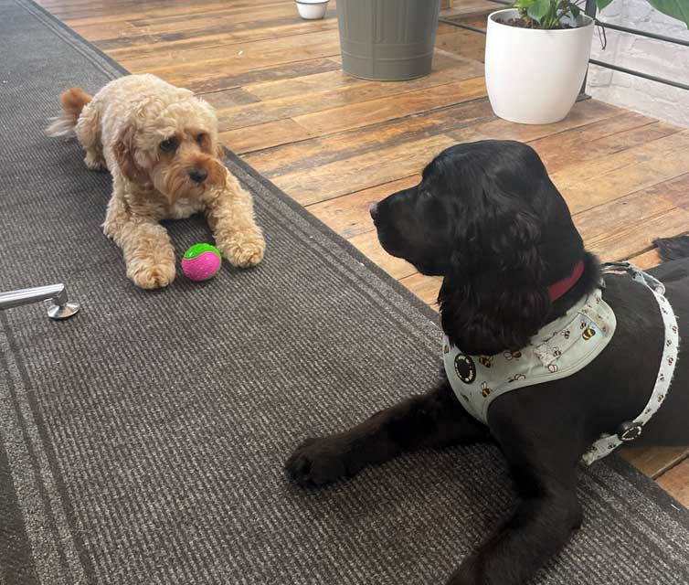 dogs playing
