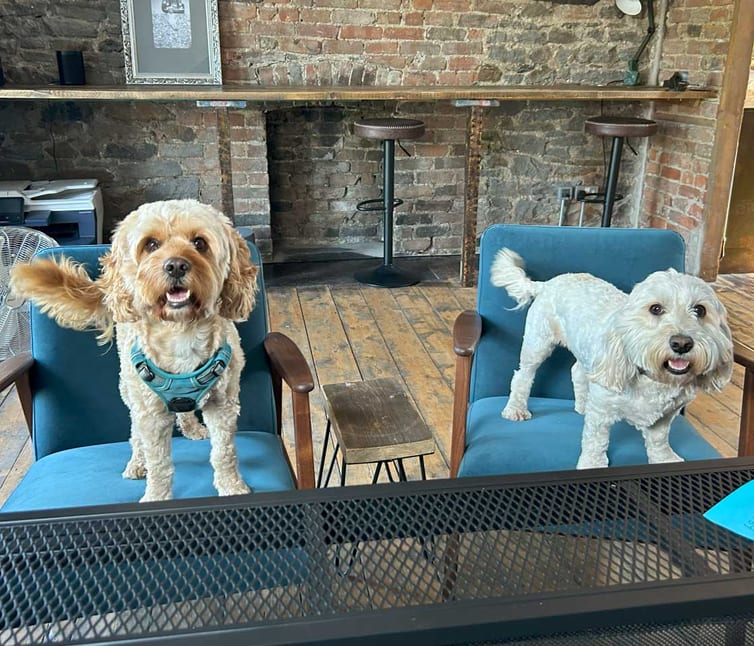 dogs at meeting