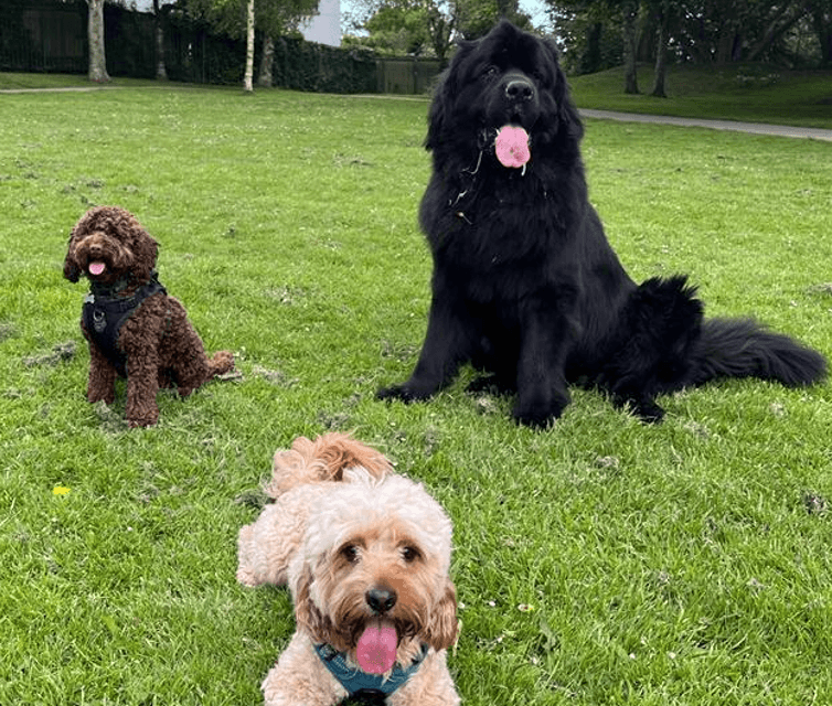 dogs playing in the park